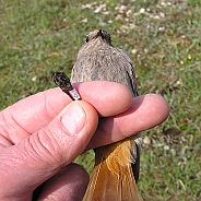 Svart rödstjärt, Sundre 20100515